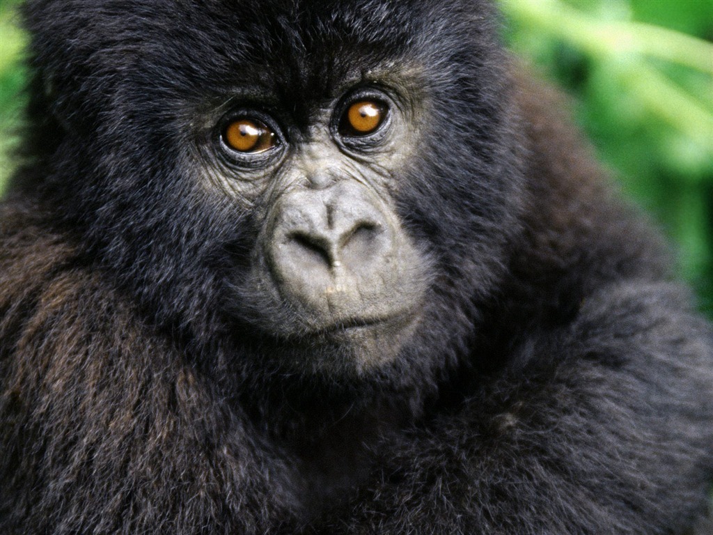 Monkey orangutan tapety (1) #15 - 1024x768
