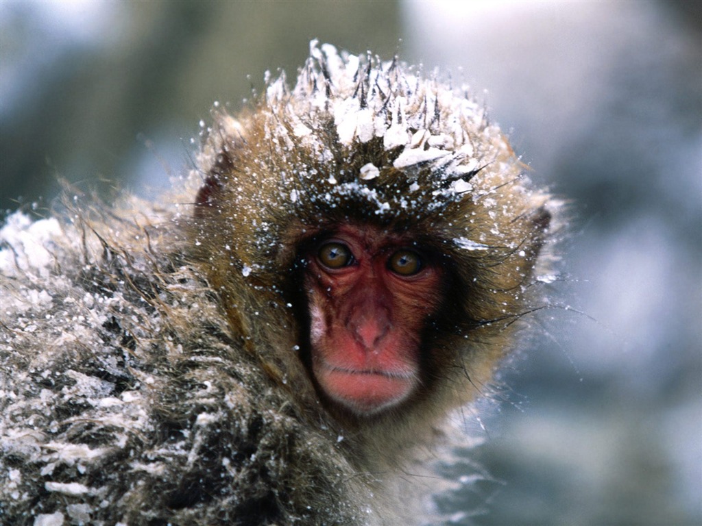 Monkey orangutan tapety (1) #19 - 1024x768