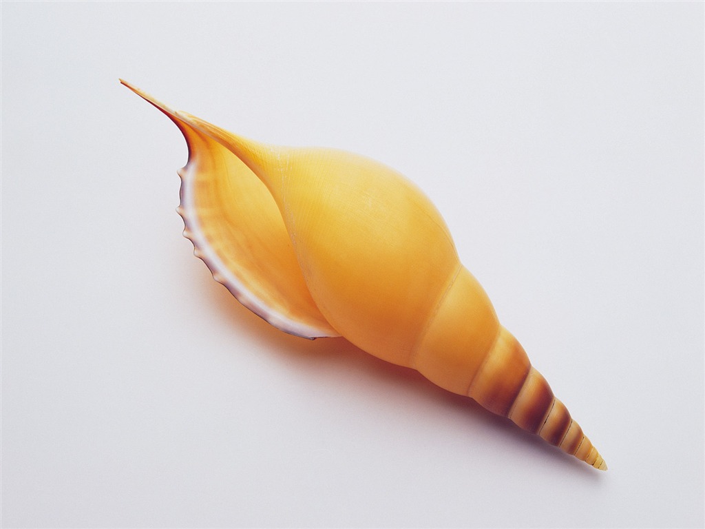 Conch Shell Tapete Album (3) #7 - 1024x768