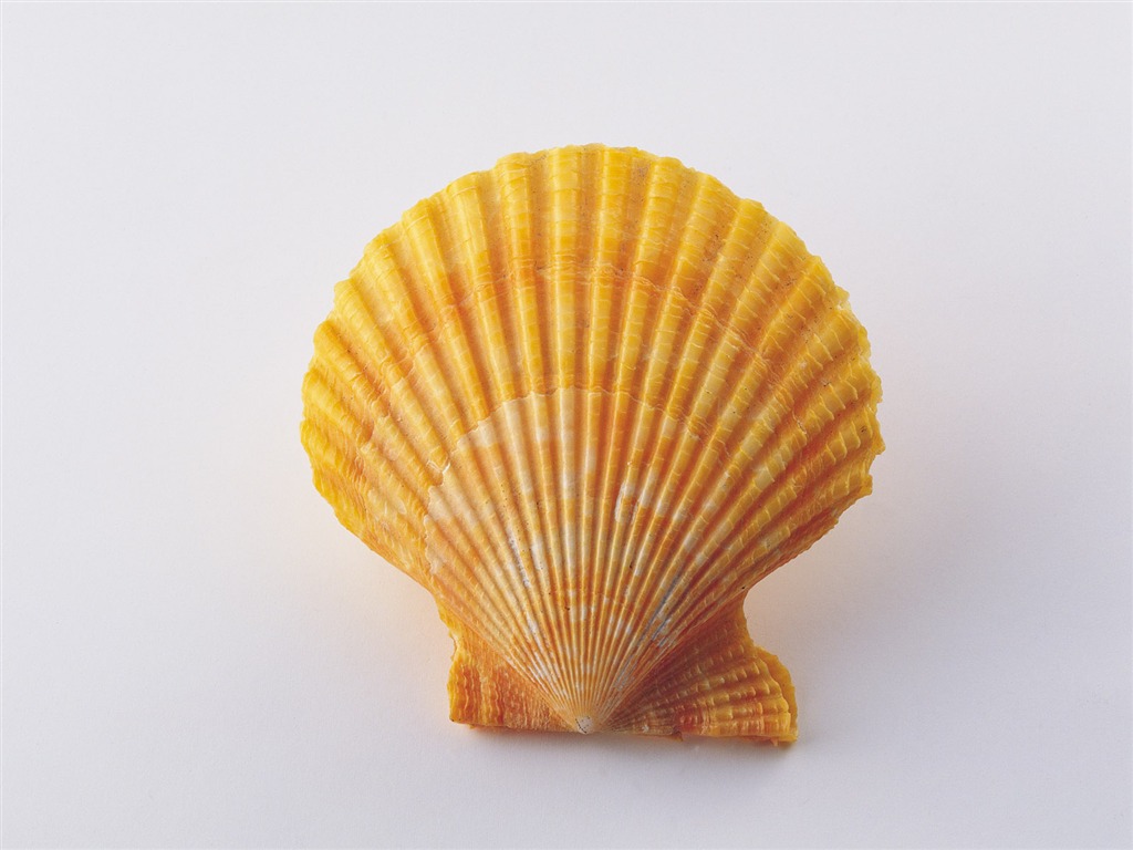 Conch Shell wallpaper album (3) #16 - 1024x768