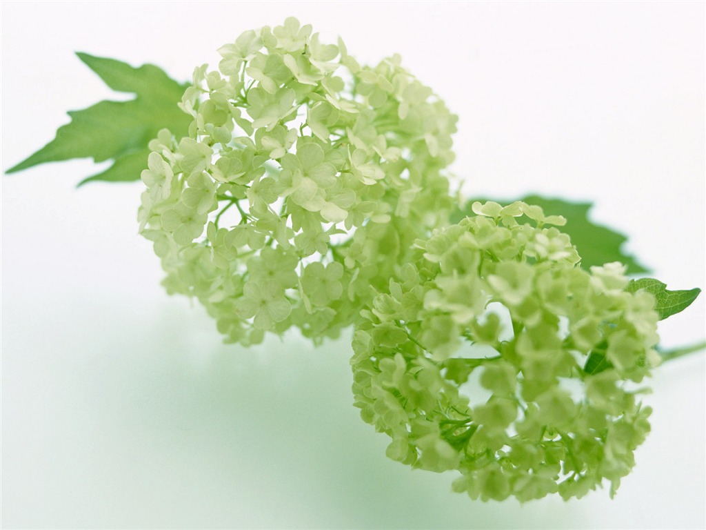 鮮花特寫(24) #5 - 1024x768