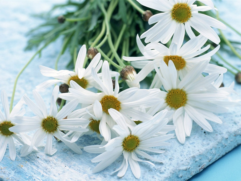 鮮花寬屏壁紙 #4 - 1024x768