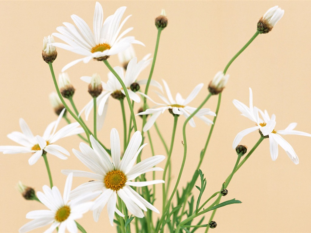 鮮花寬屏壁紙 #26 - 1024x768