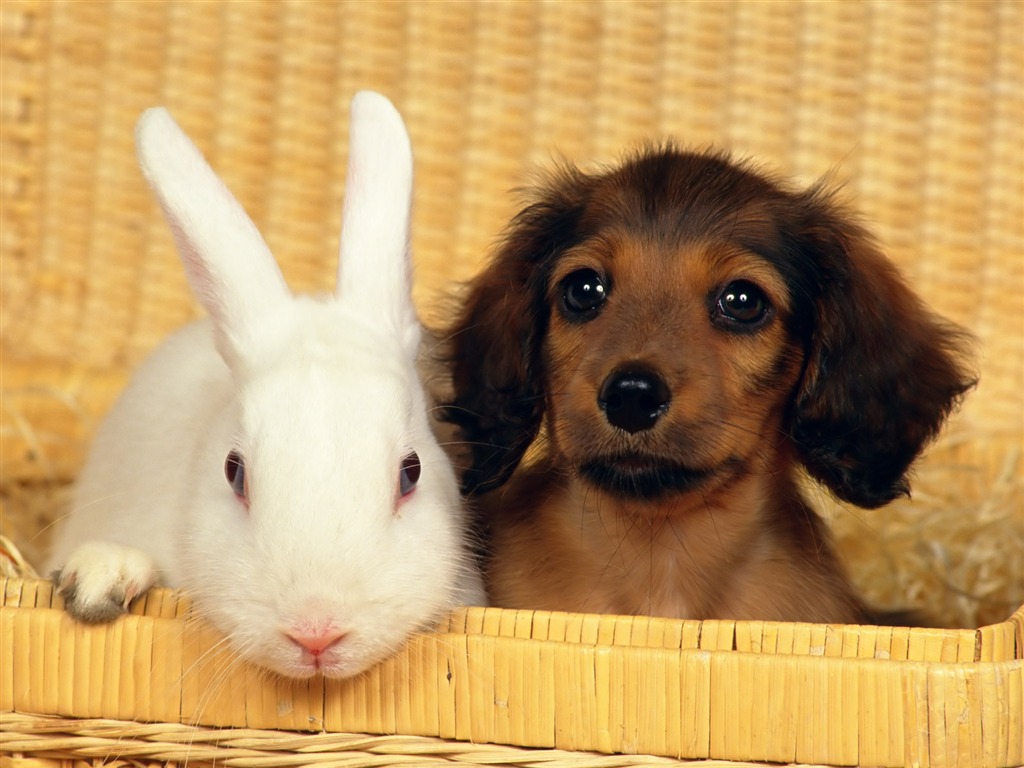 1600 dog photo wallpaper (9) #5 - 1024x768