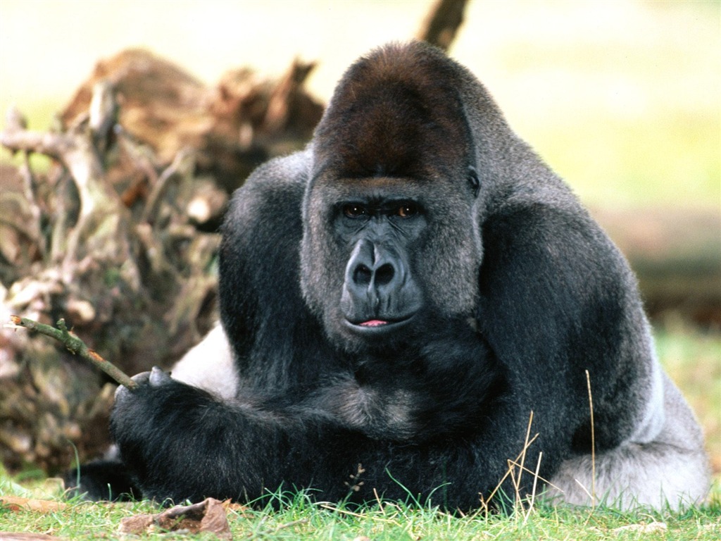Monkey orangutan tapetu (2) #6 - 1024x768