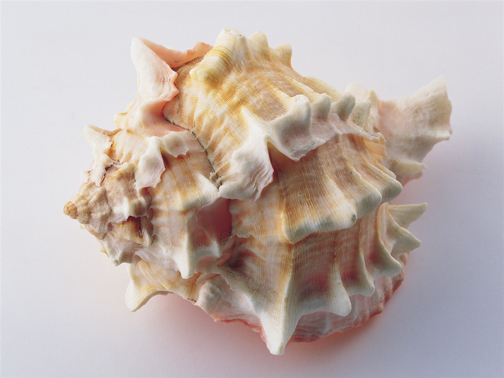 Conch Shell Tapete Album (4) #6 - 1024x768