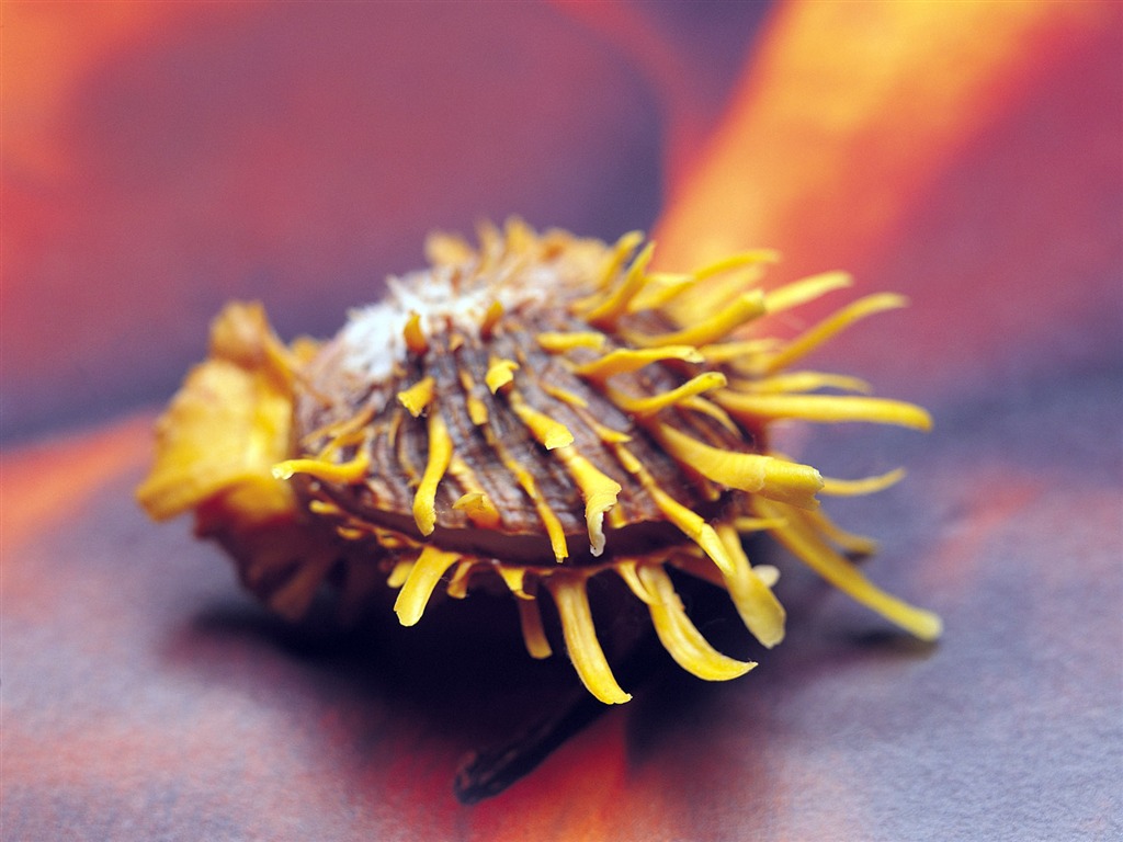 Conch Shell wallpaper album (4) #11 - 1024x768