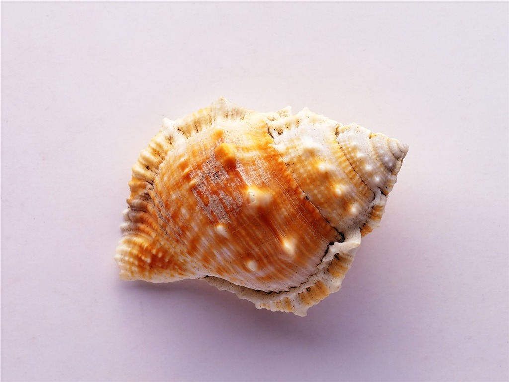 Conch Shell Tapete Album (4) #14 - 1024x768