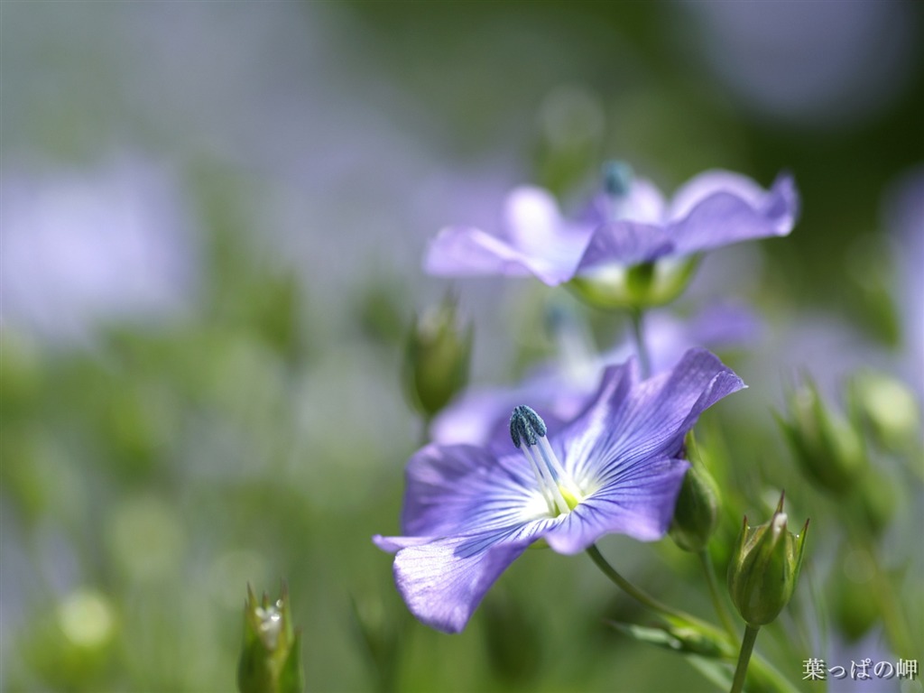 個人の花の壁紙(2) #17 - 1024x768