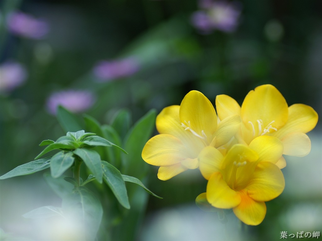 個人の花の壁紙(2) #18 - 1024x768