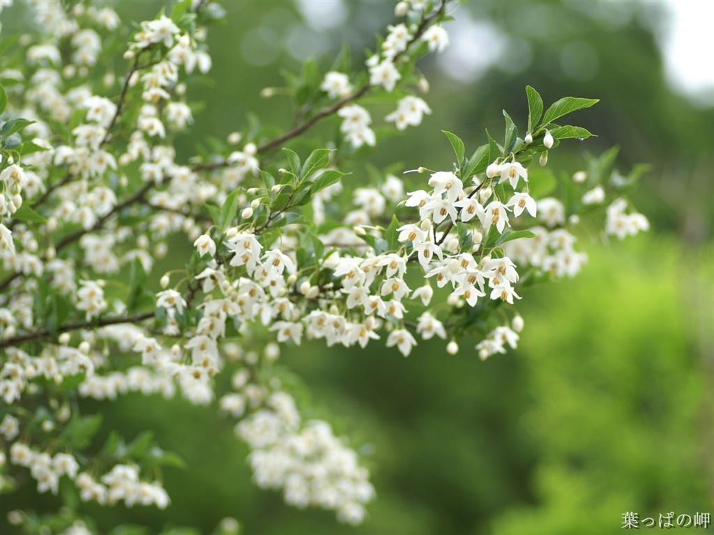 個人の花の壁紙(2) #20 - 1024x768