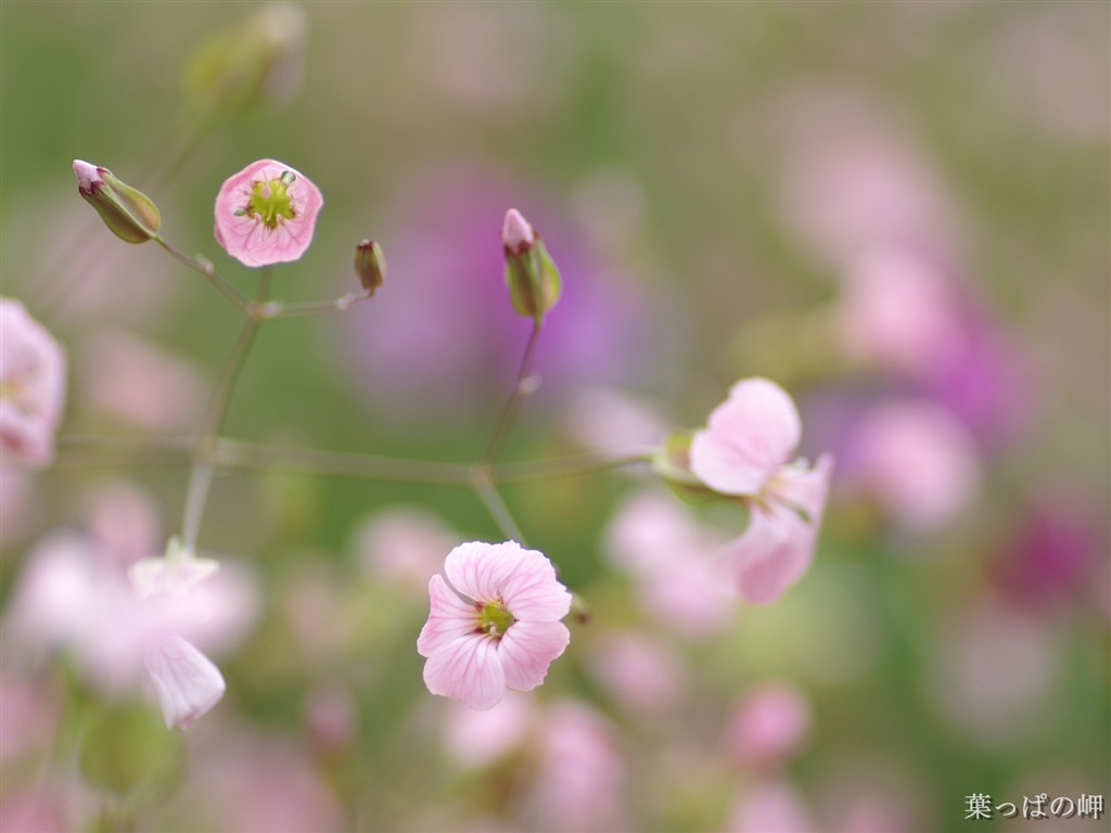 個人の花の壁紙(2) #30 - 1024x768