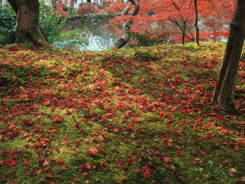 枫叶铺满地 壁纸1 - 1024x768