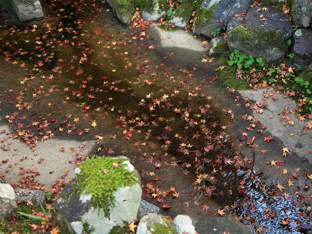 Maple Leaf Tapete gepflasterten Weg #2 - 1024x768
