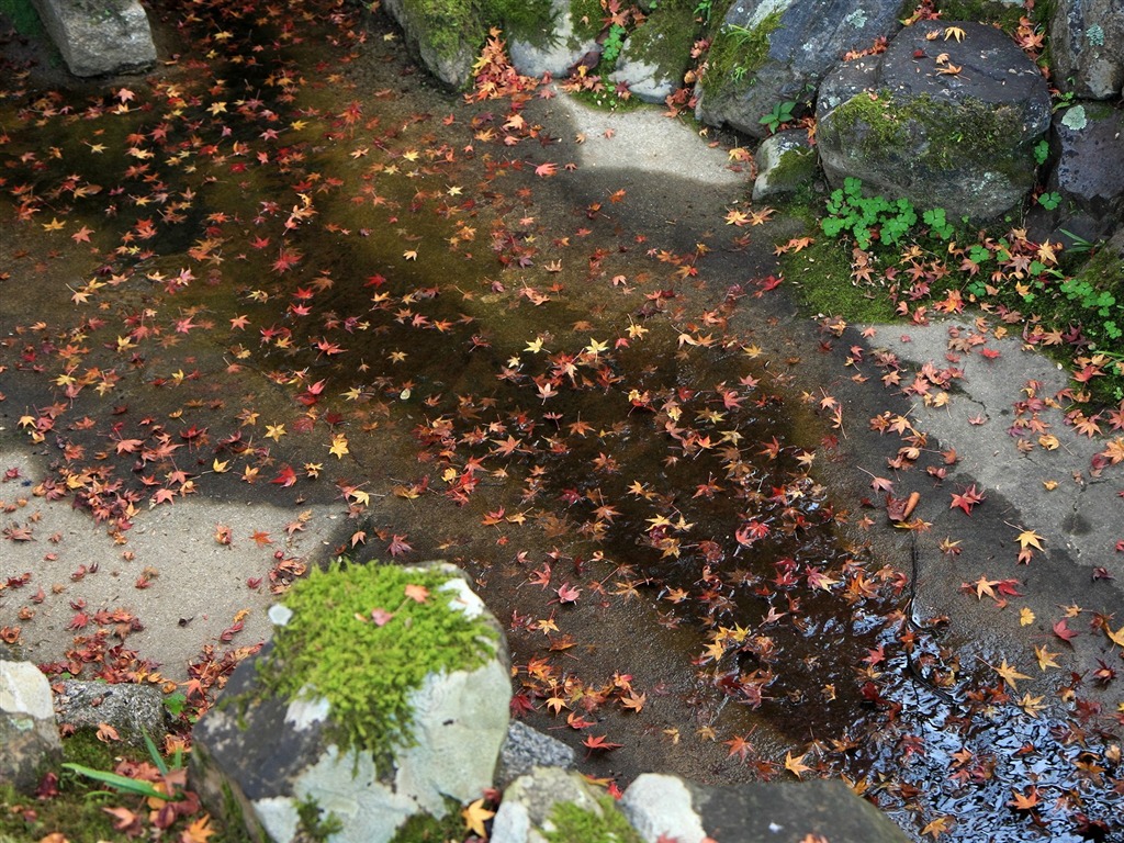 Fondos de escritorio de arce de hoja pavimentadas manera #2 - 1024x768