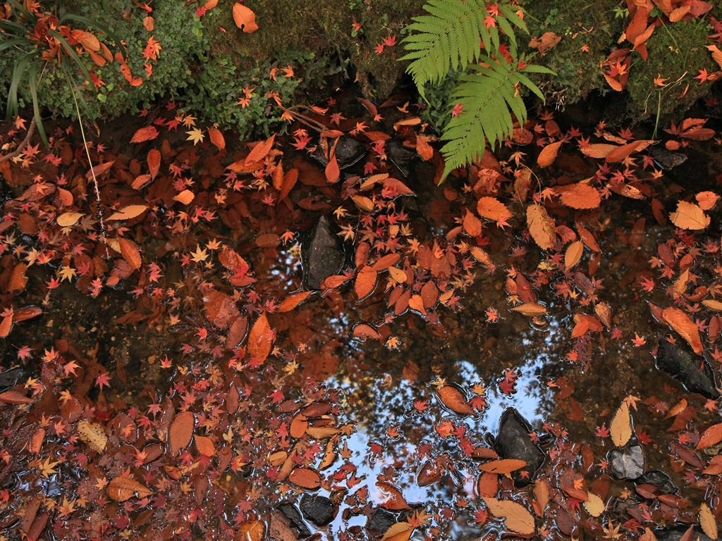 Maple Leaf Tapete gepflasterten Weg #3 - 1024x768