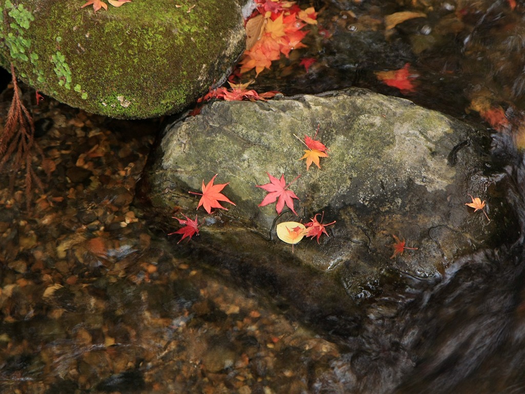 枫叶铺满地 壁纸4 - 1024x768