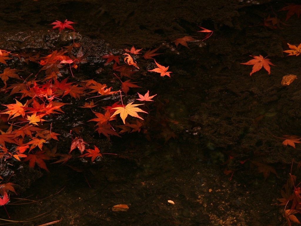楓葉鋪滿地 壁紙 #5 - 1024x768