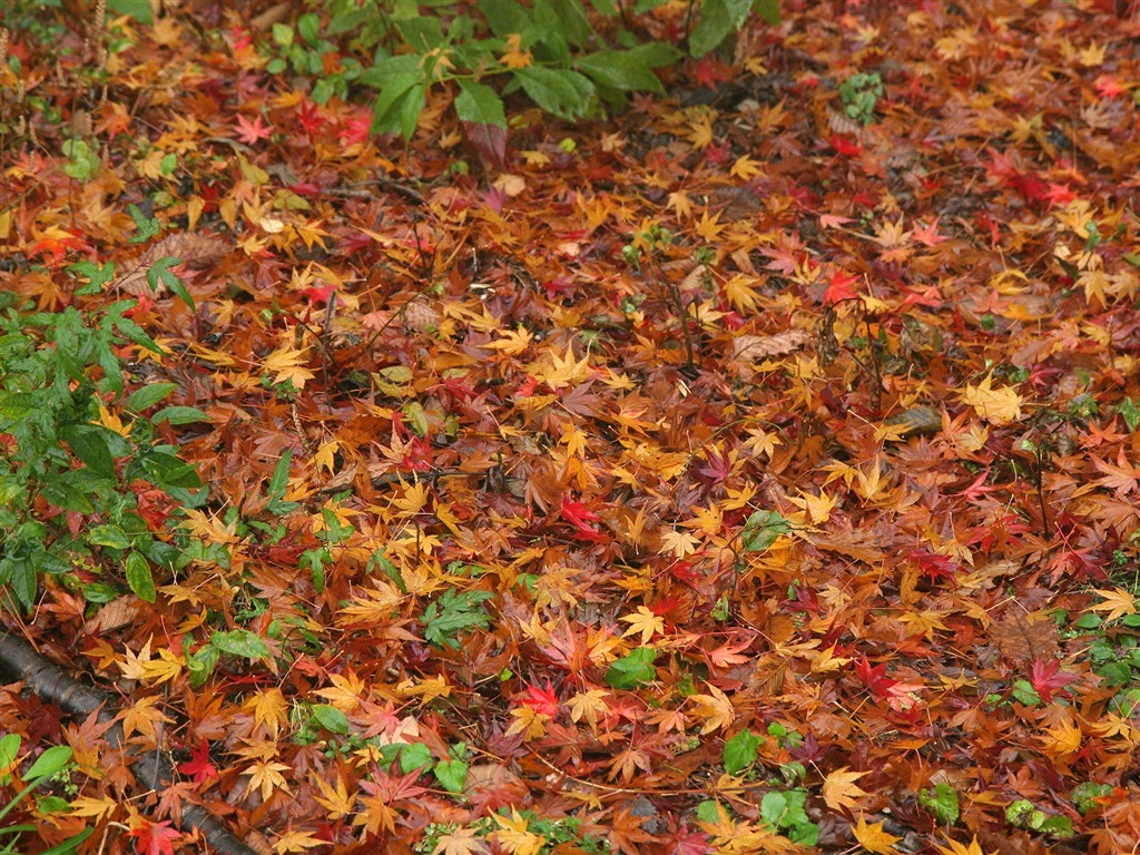 Maple Leaf Tapete gepflasterten Weg #6 - 1024x768