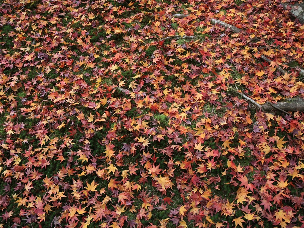 Maple Leaf Tapete gepflasterten Weg #11 - 1024x768