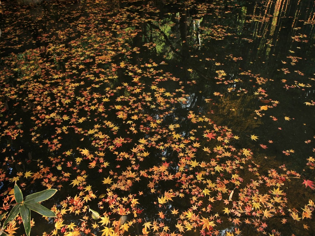 Maple Leaf Tapete gepflasterten Weg #12 - 1024x768