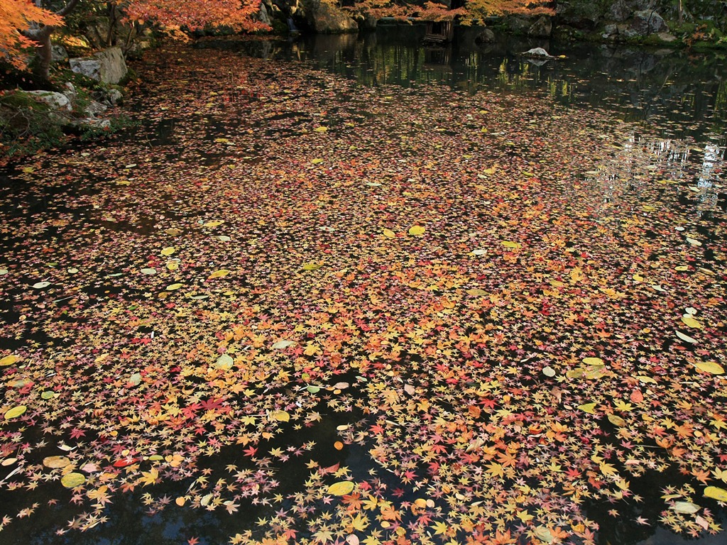 Maple Leaf Tapete gepflasterten Weg #13 - 1024x768