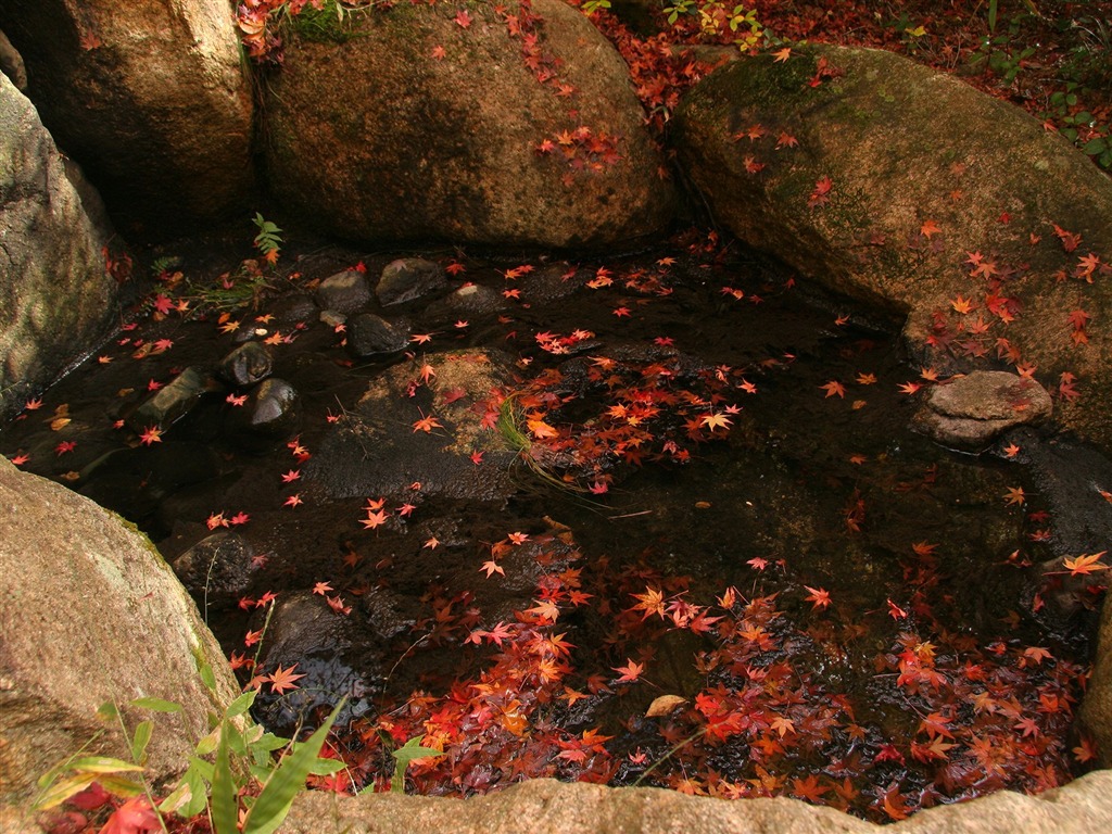 枫叶铺满地 壁纸14 - 1024x768