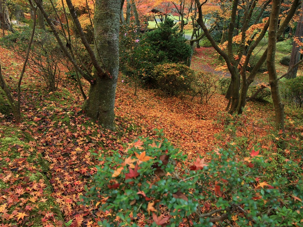 Maple Leaf Tapete gepflasterten Weg #16 - 1024x768