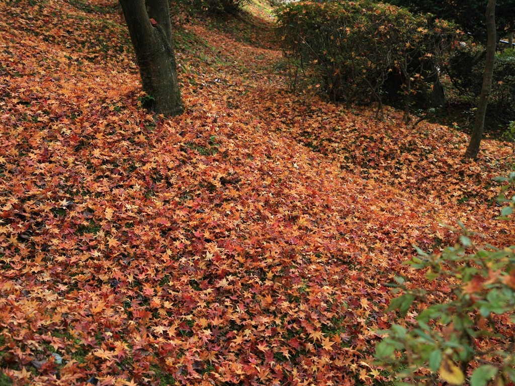 Maple Leaf Tapete gepflasterten Weg #17 - 1024x768