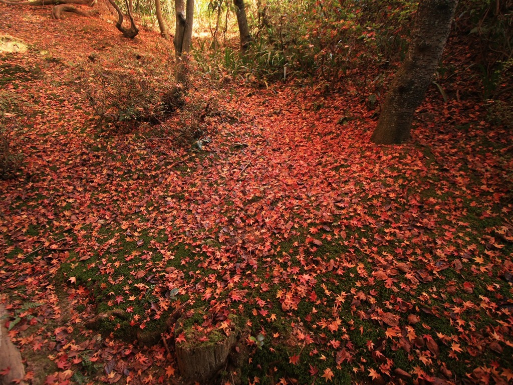 Maple Leaf Tapete gepflasterten Weg #19 - 1024x768