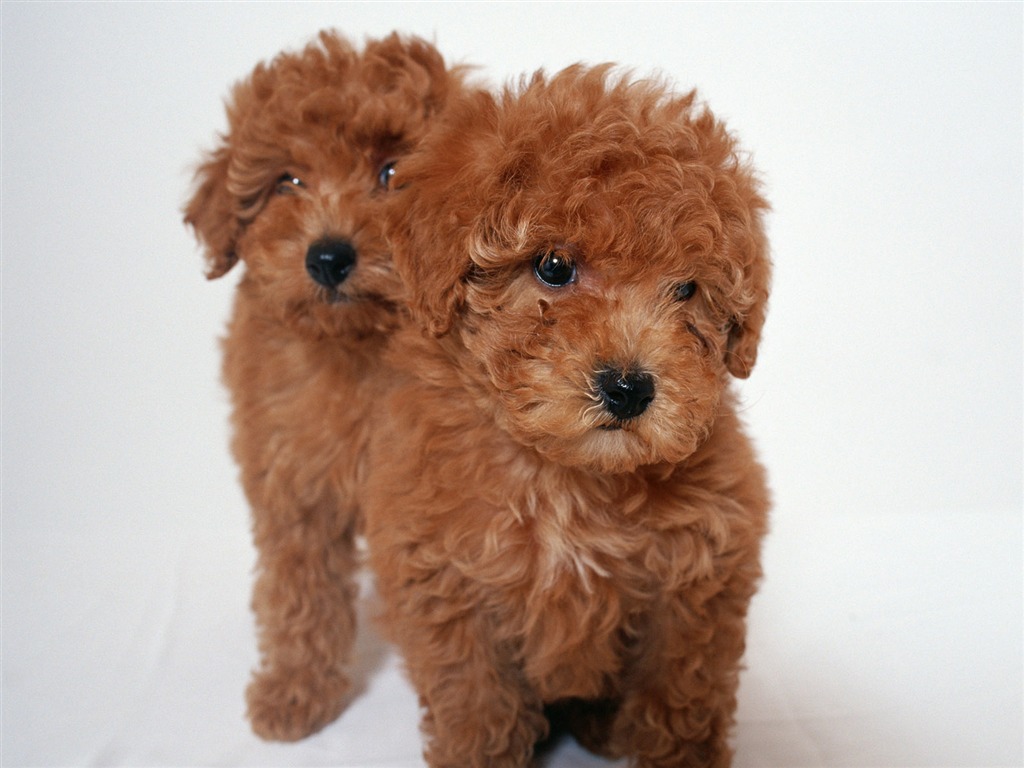 1600 dog photo wallpaper (10) #4 - 1024x768