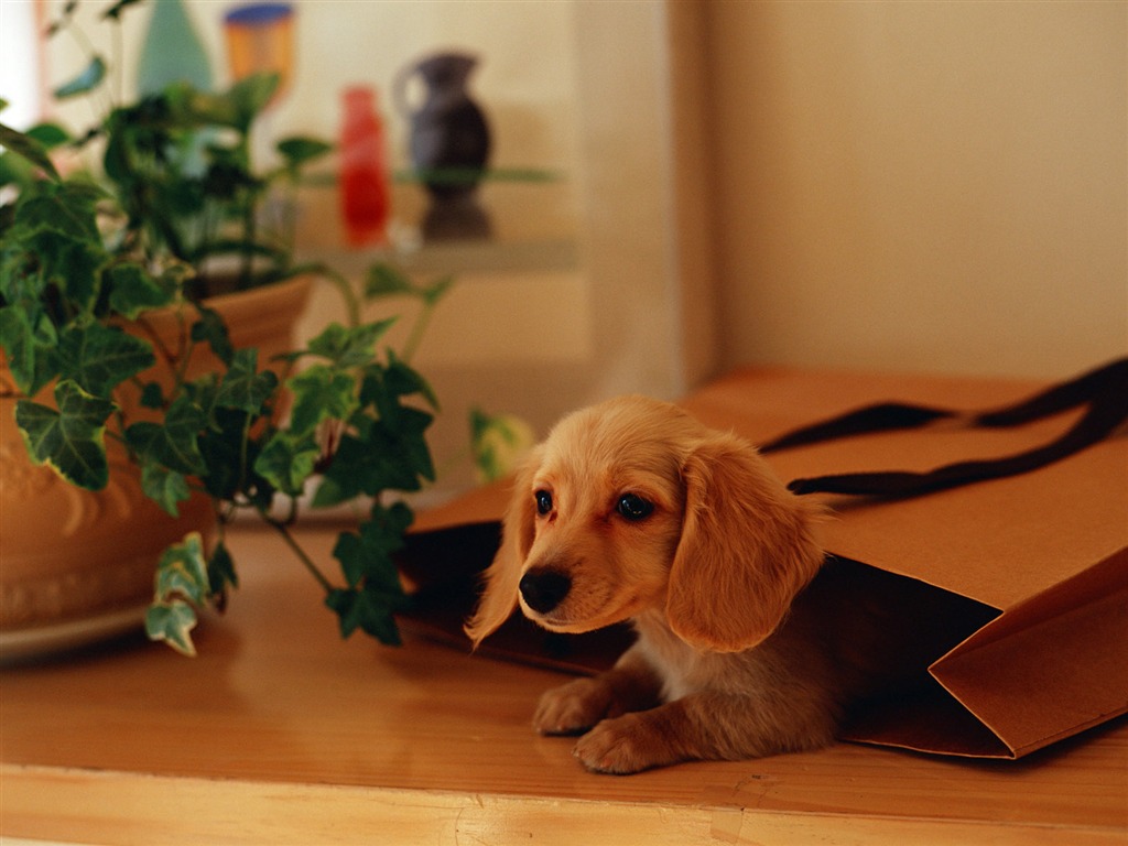 1600 dog photo wallpaper (10) #6 - 1024x768