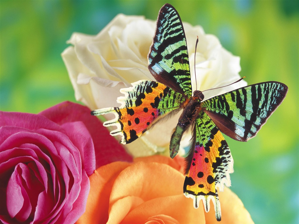 Las mariposas y las flores fondos de escritorio de disco (1) #1 - 1024x768