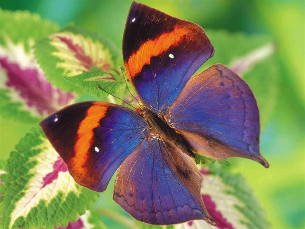 Las mariposas y las flores fondos de escritorio de disco (1) #4 - 1024x768