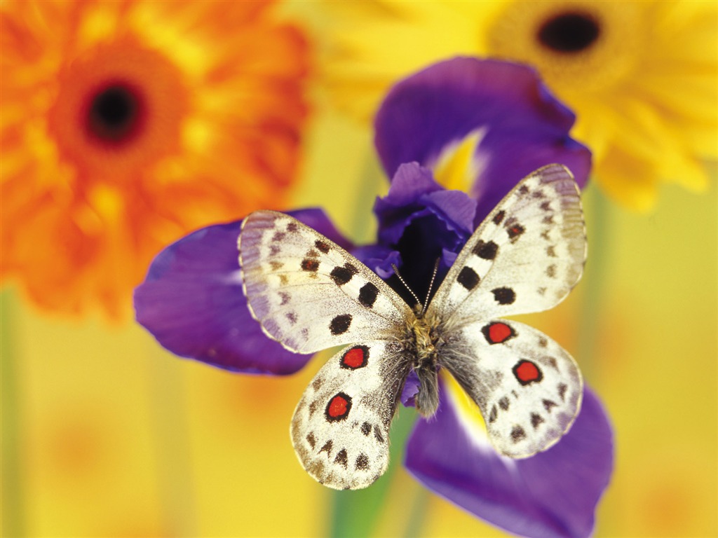 Papillons et fleurs album papier peint (1) #5 - 1024x768