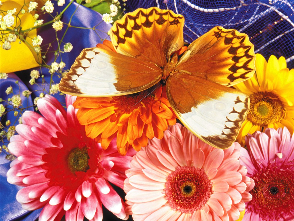 Las mariposas y las flores fondos de escritorio de disco (1) #6 - 1024x768