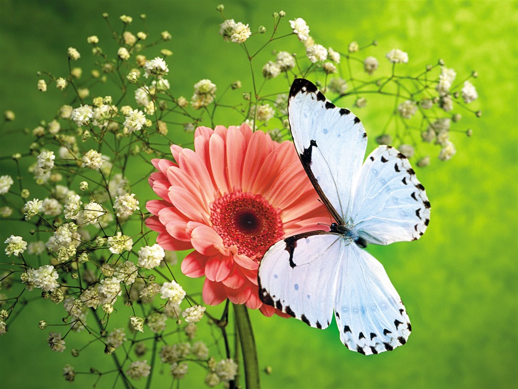 Las mariposas y las flores fondos de escritorio de disco (1) #8 - 1024x768