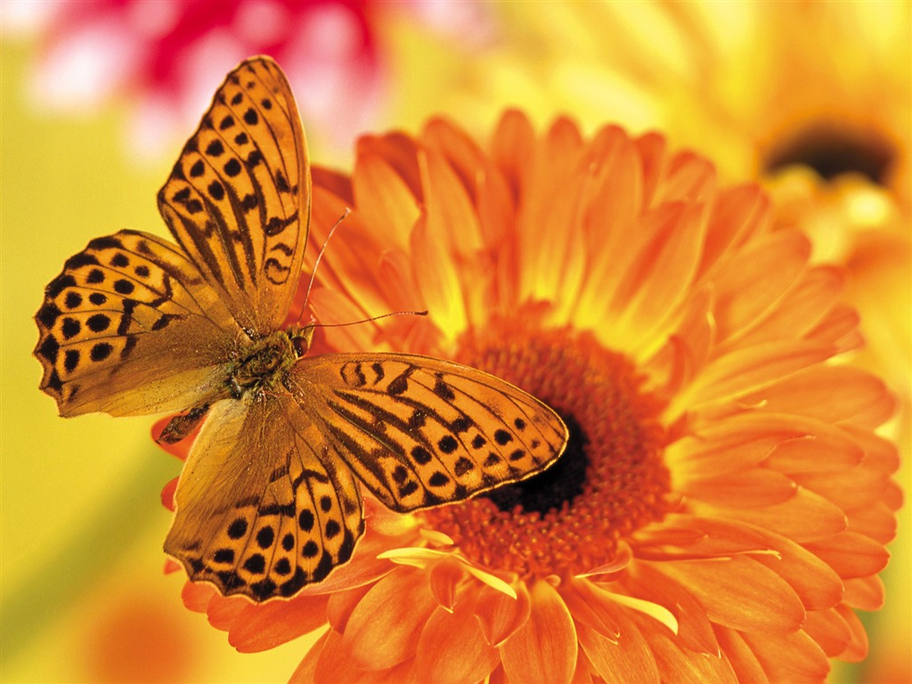 Las mariposas y las flores fondos de escritorio de disco (1) #9 - 1024x768