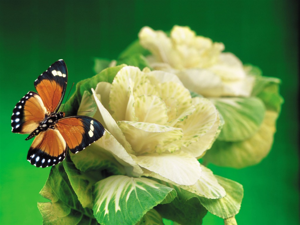 motýli a květiny tapety album (1) #13 - 1024x768