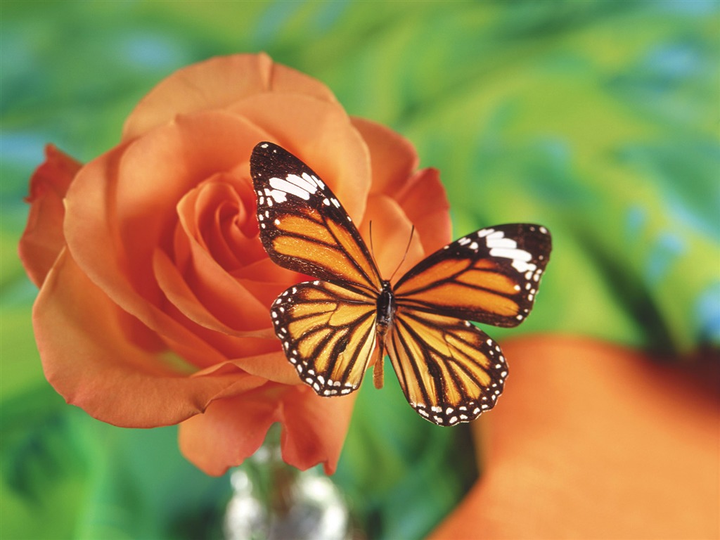 Las mariposas y las flores fondos de escritorio de disco (1) #14 - 1024x768