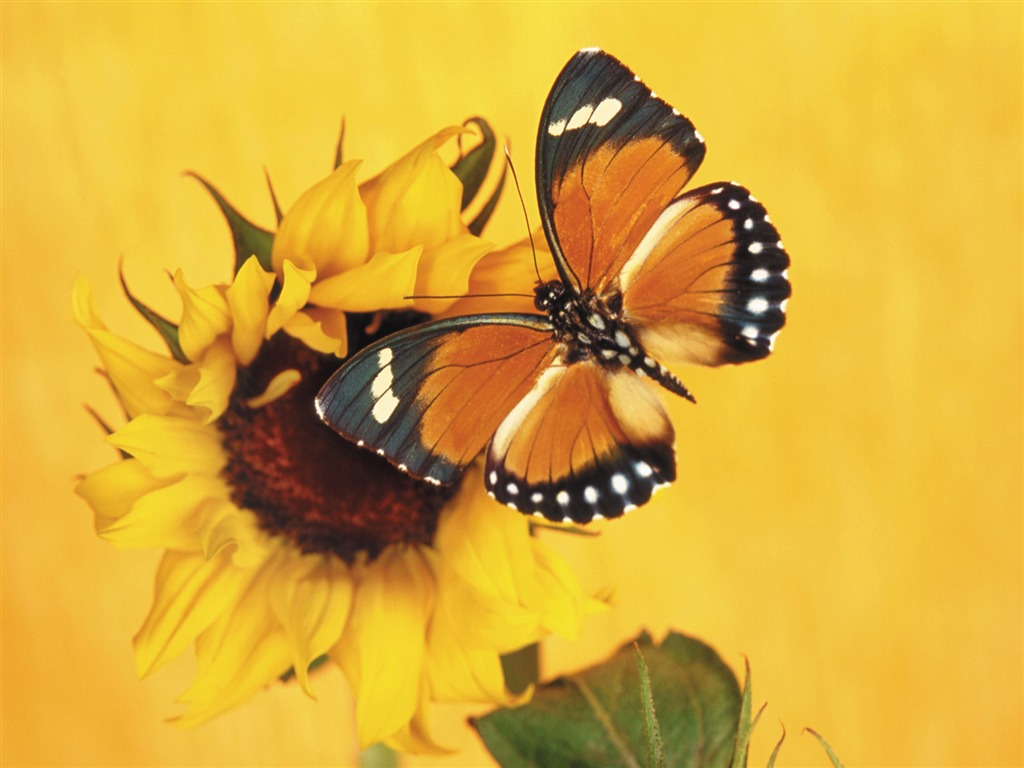Las mariposas y las flores fondos de escritorio de disco (1) #16 - 1024x768