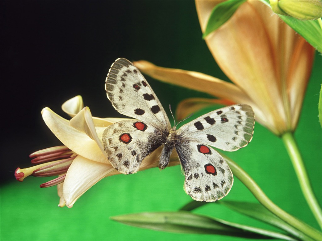 Las mariposas y las flores fondos de escritorio de disco (1) #17 - 1024x768
