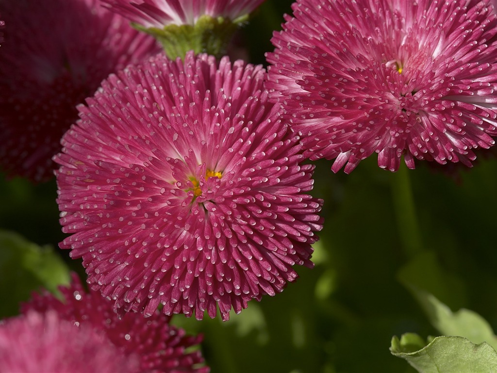 Large Flower Feature Wallpaper (1) #2 - 1024x768