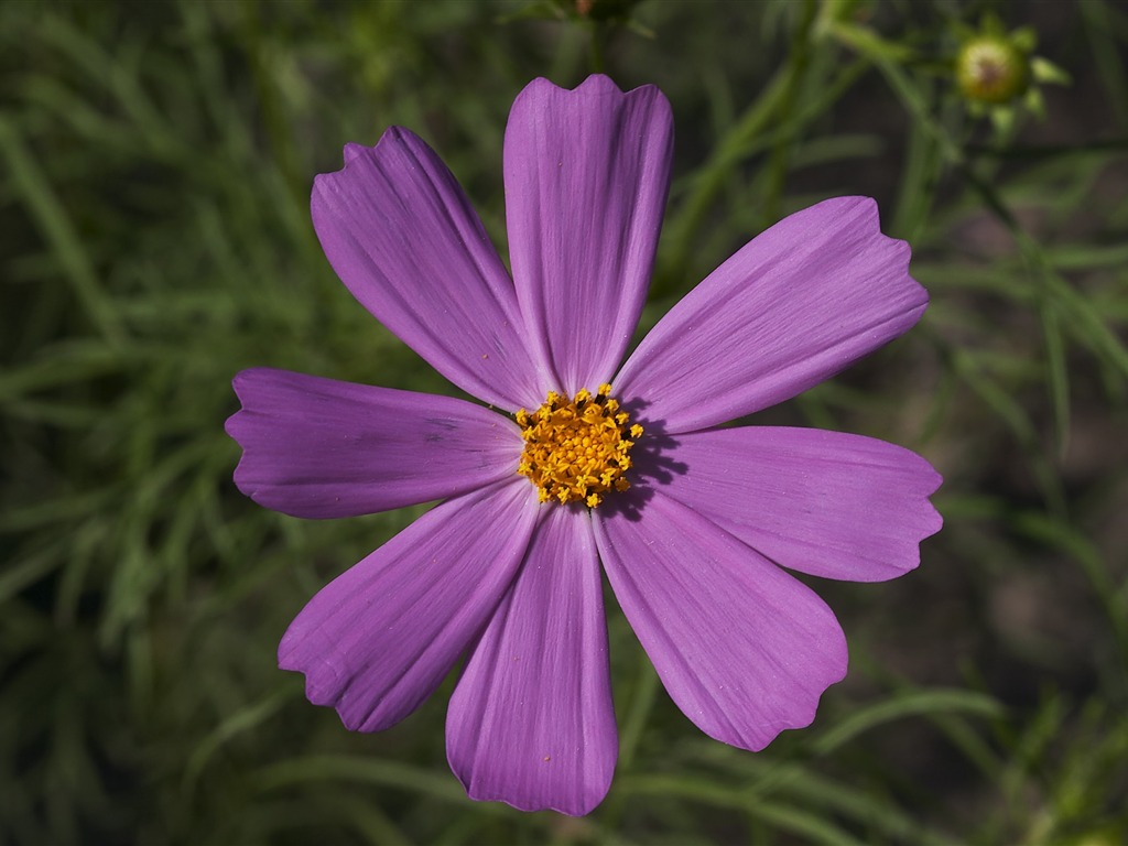 超大鲜花特写 壁纸(一)7 - 1024x768