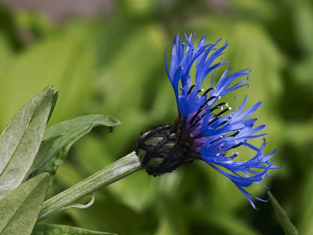 Large Flower Feature Wallpaper (1) #11 - 1024x768