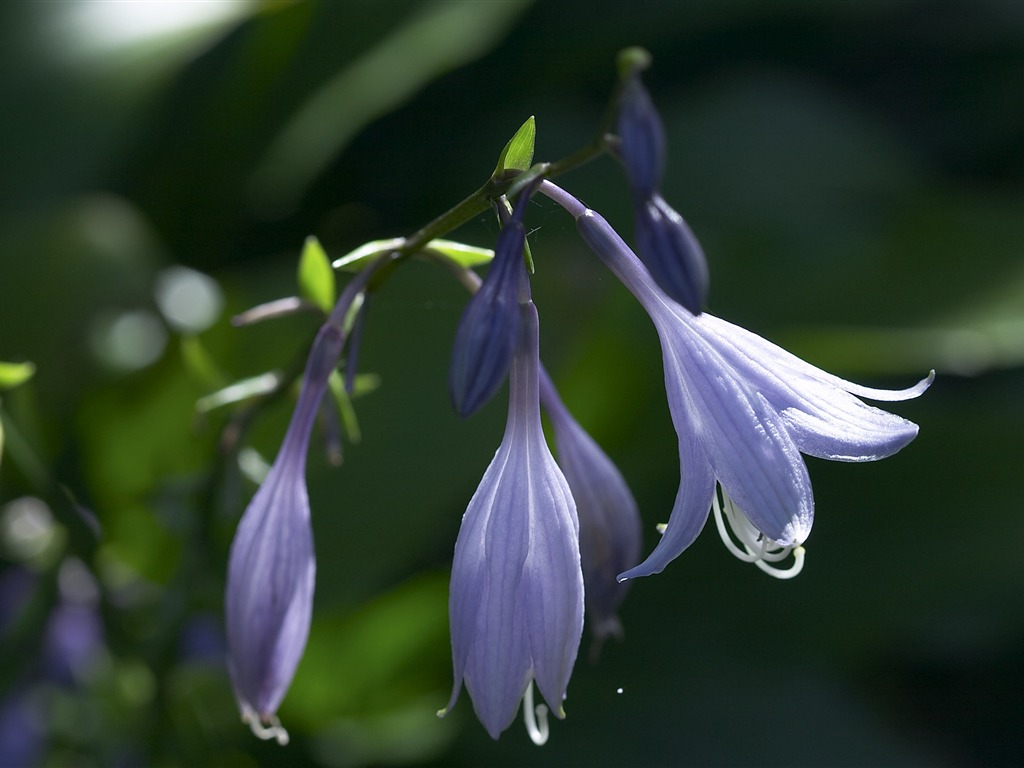 超大鲜花特写 壁纸(一)12 - 1024x768