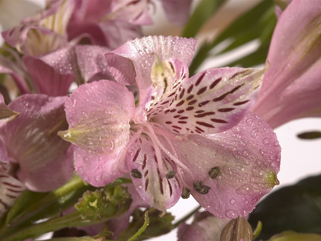 超大鲜花特写 壁纸(一)16 - 1024x768