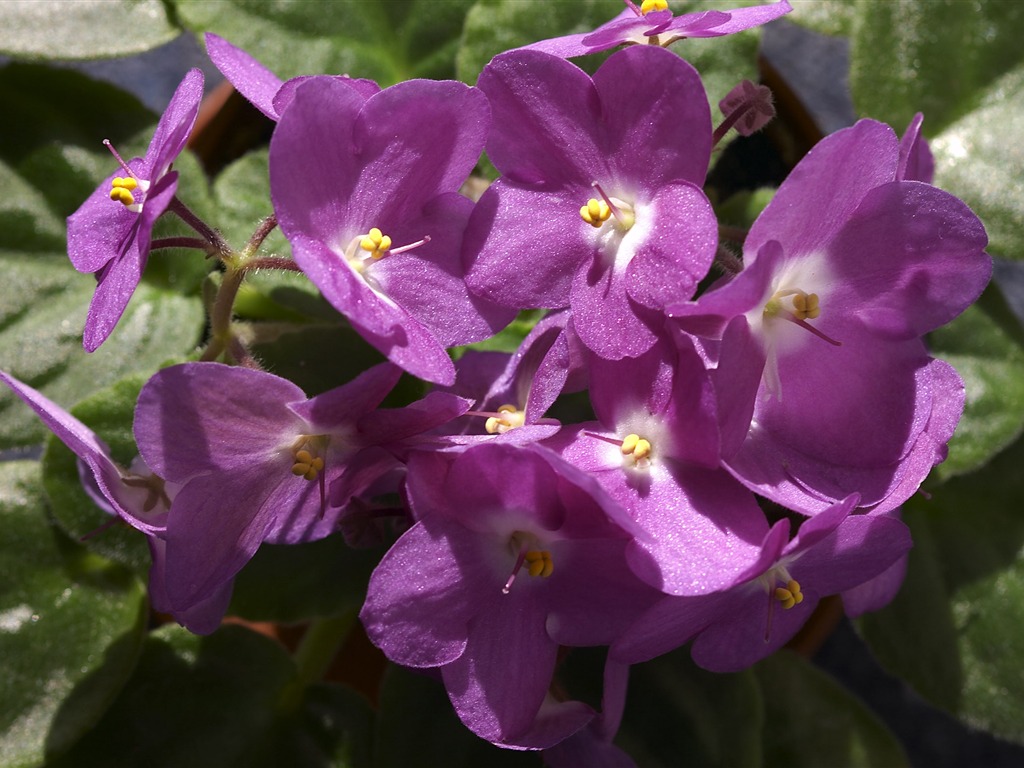 超大鲜花特写 壁纸(一)17 - 1024x768