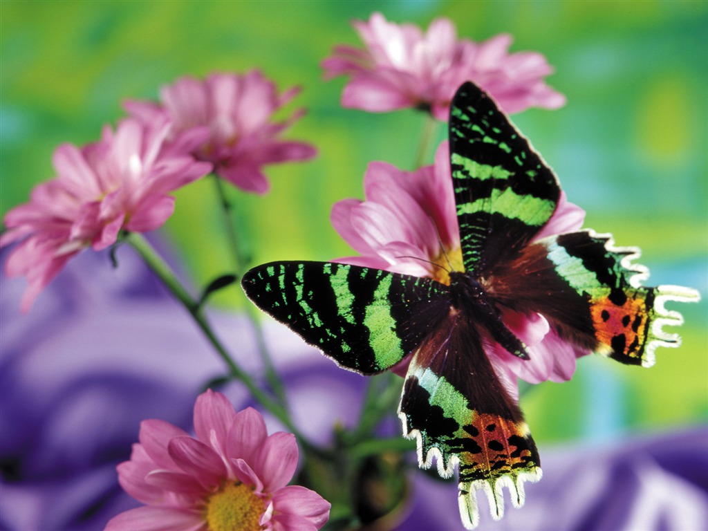 motýli a květiny tapety album (2) #2 - 1024x768