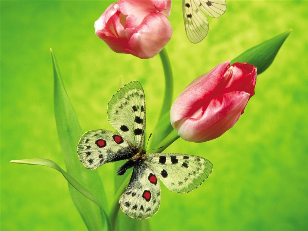 Papillons et fleurs album papier peint (2) #4 - 1024x768